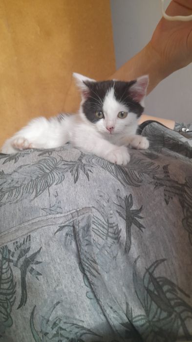 Отдам шикарного котенка в любящие руки