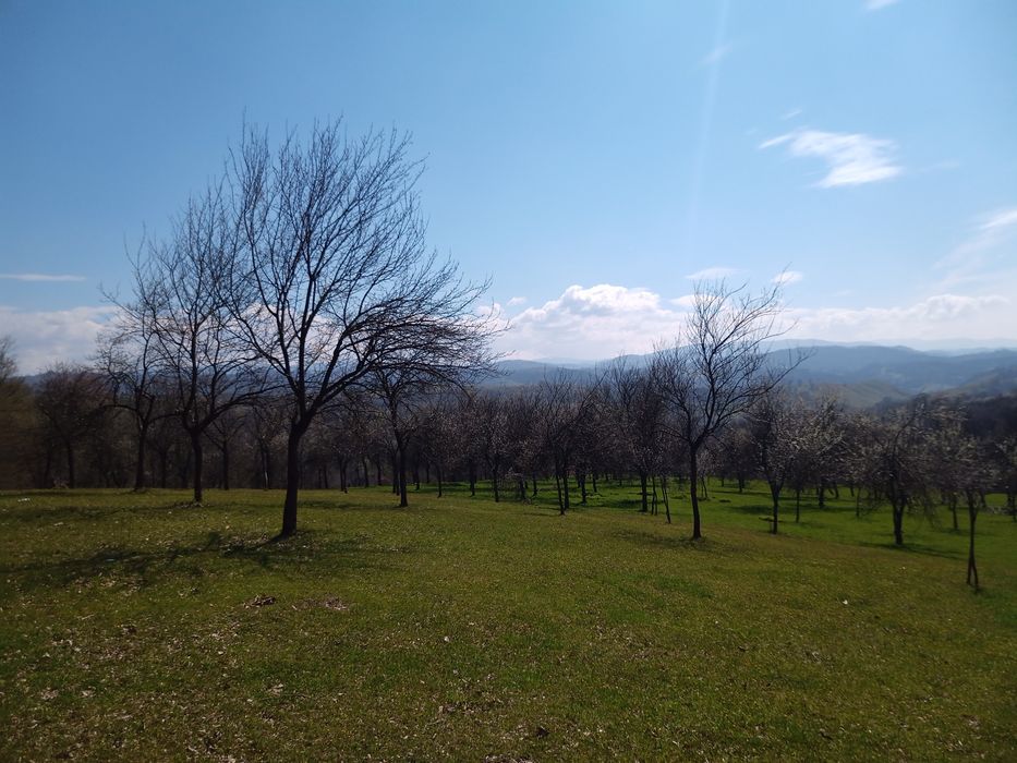 Livadă de pruni in munții Poiana Rusca/ Pietroasa/Fărășești/Timiș