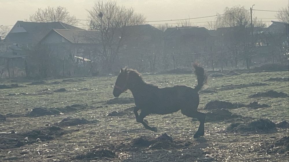 Mânz de vânzare 8 luni