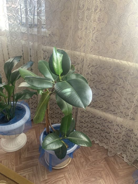 Продам Фикус болшой