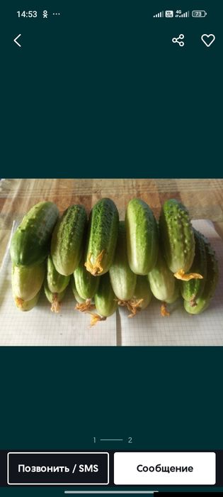 Огурцы домашние только собраны