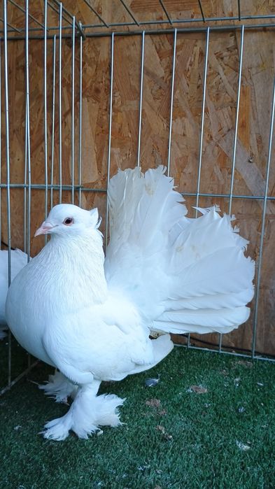 Porumbei King si indieni