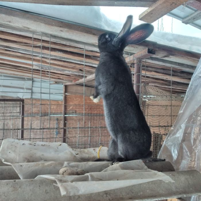 Vînd femelă uriaș german