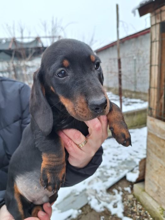 Mascul și femelă Teckel standard