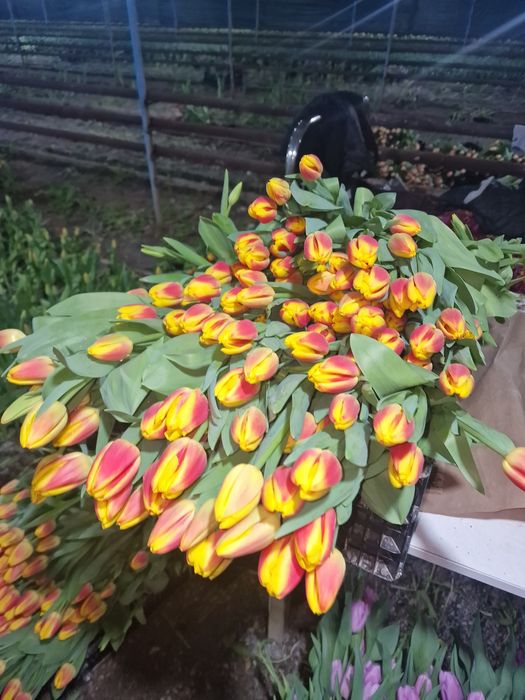 Тюльпаны крупные оптом