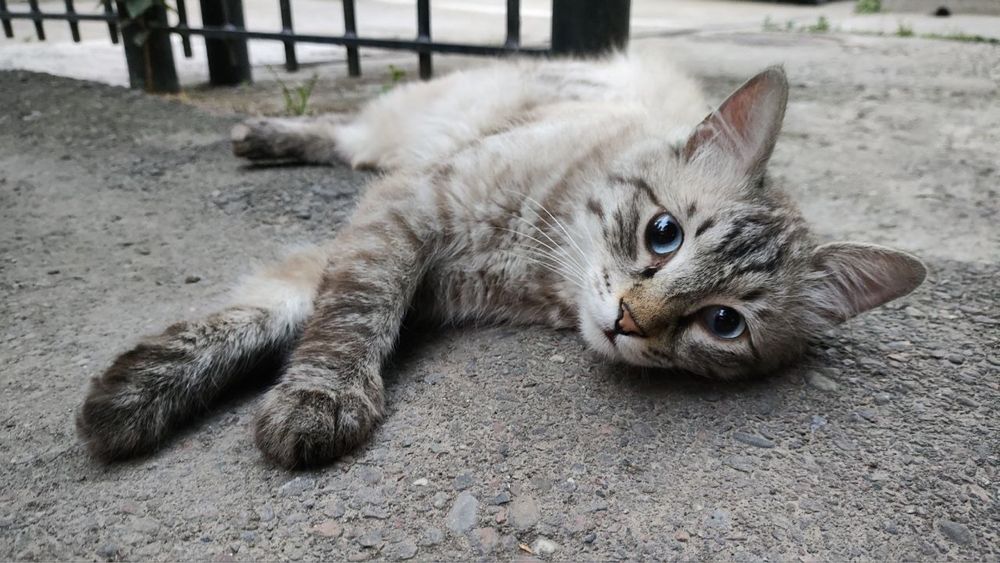 Голубоглазый красавец в добрые руки! Молодой котик (до 1 года)