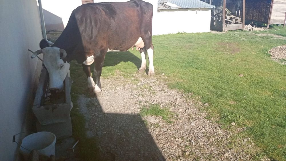 Vaca de vanzare!