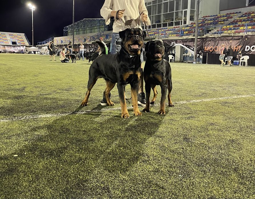 Vand pui rottweiler