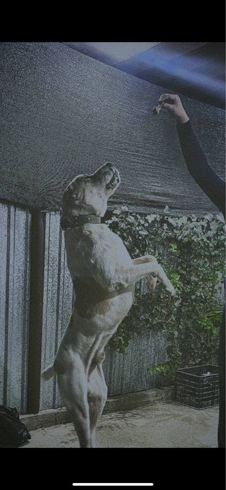 Alabay erkak sotiladi 1.5yoshda odamga teymidigan yuvosh