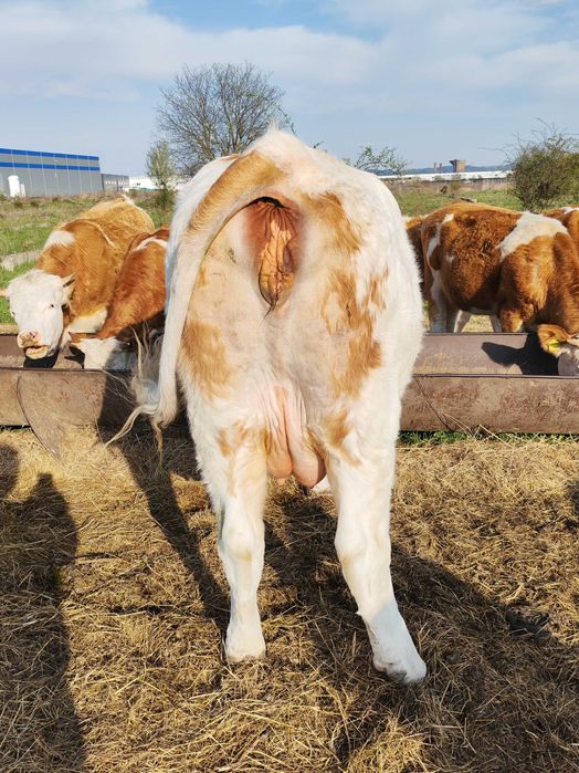 Disponibilă Junincă