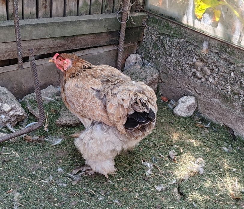 Păsări de curte, Brahma - de vanzare