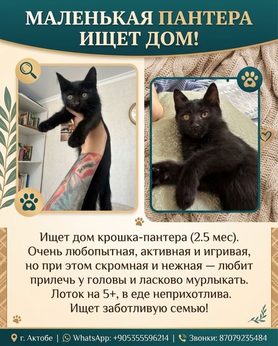 Котята 2.5 месяца в добрые руки