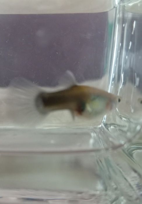 Vând pesti guppy ,poecilia reticulata