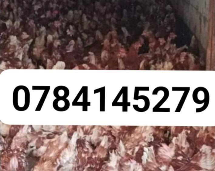 Gaini roși outoare livram la domiciliu