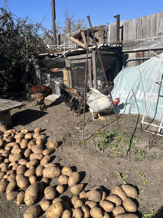 Продам  петухов