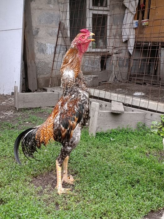 Продам Дакан 11 мес