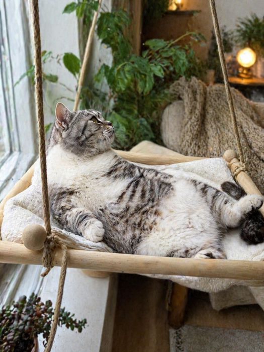 Породистый котик в хорошие руки