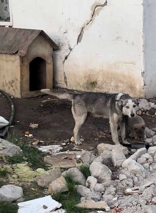 Срочно! Хаски отдадим в добрые руки!