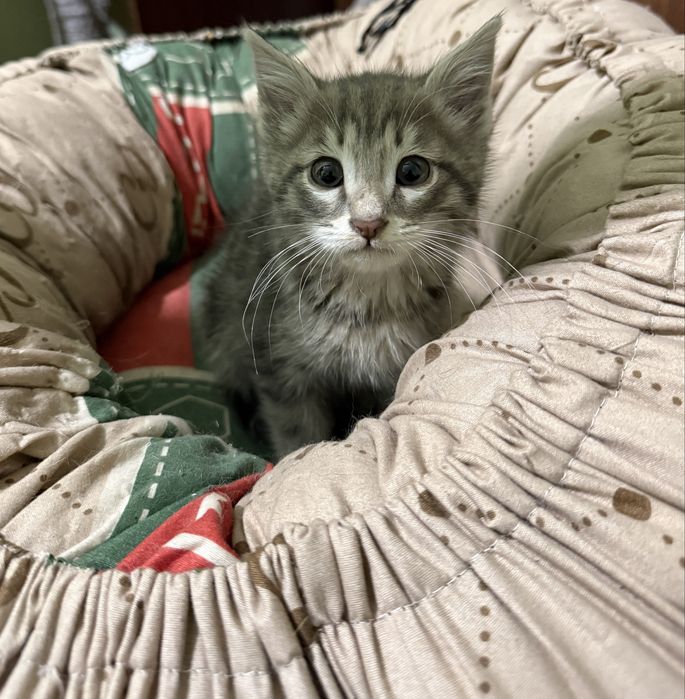 Отдам даром котенка