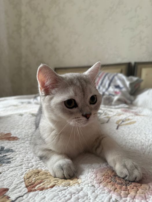 Продается котенок мальчик породы Британская шиншилла