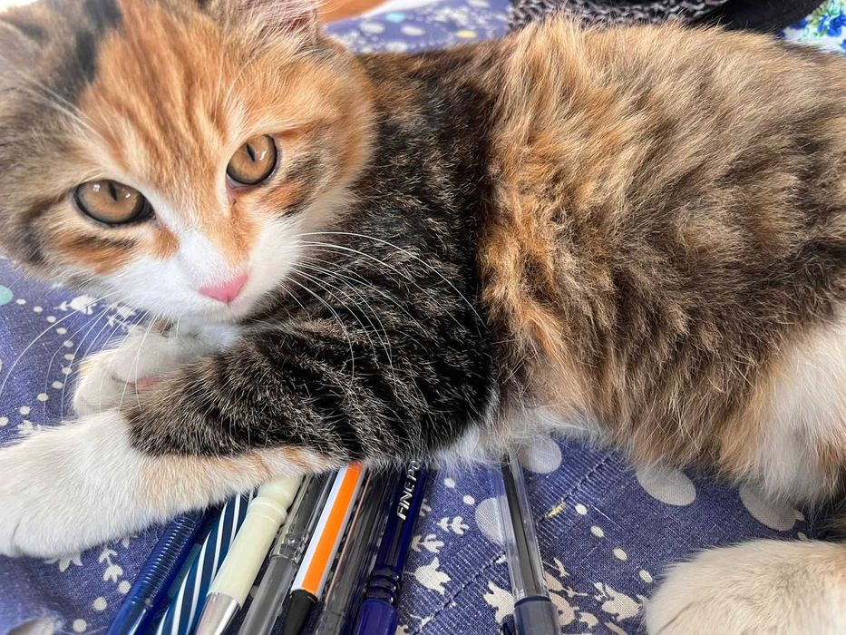 Отдам котенка девочку в добрые руки