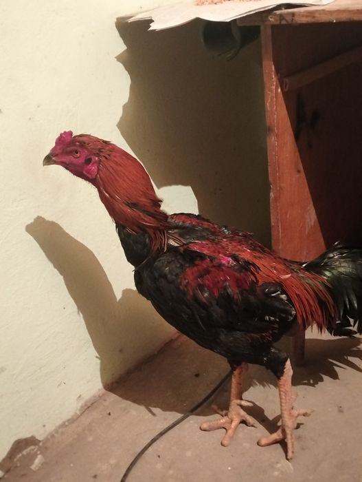 Дакан сатылады   .