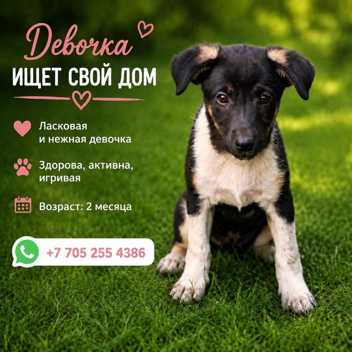 Щенки в поиске дома