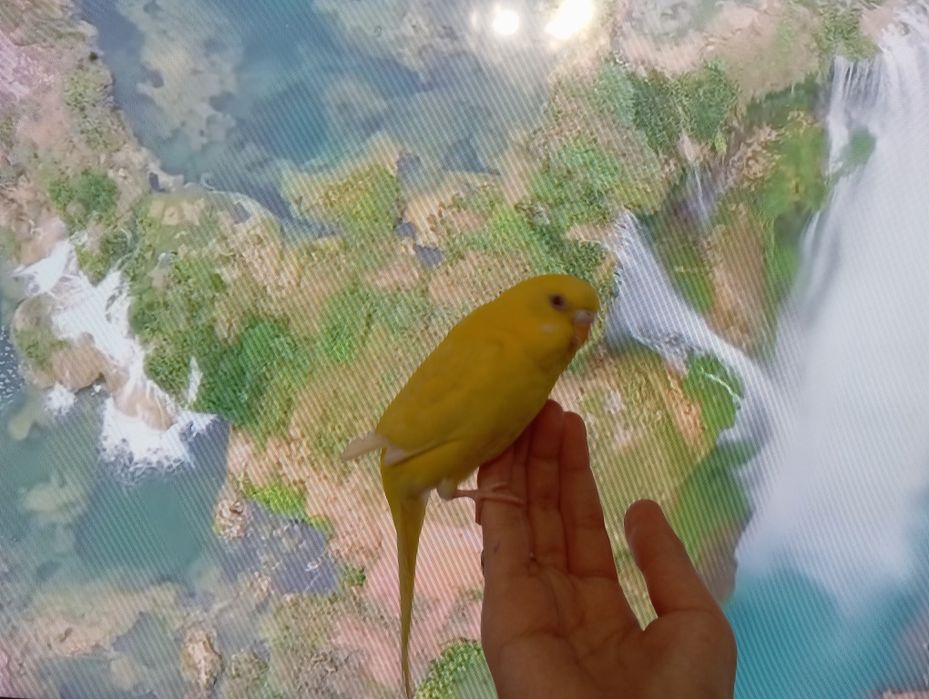 Продаётся попугай