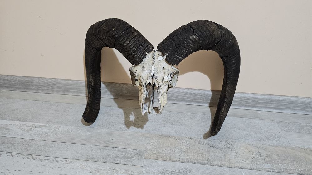 Ловен трофей муфлон – череп с масивни рога