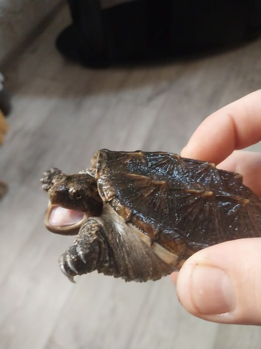 Грифовая черепаха