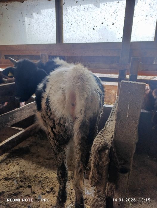 Құнажындар семіз