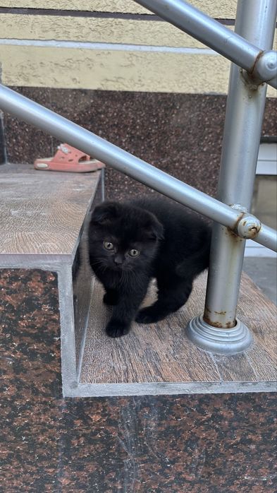 Шотландский вислоухий