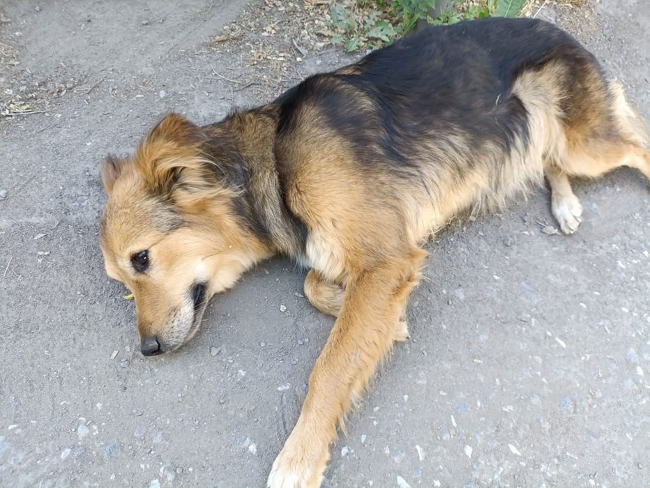 Ищем новых хозяев для Джесси