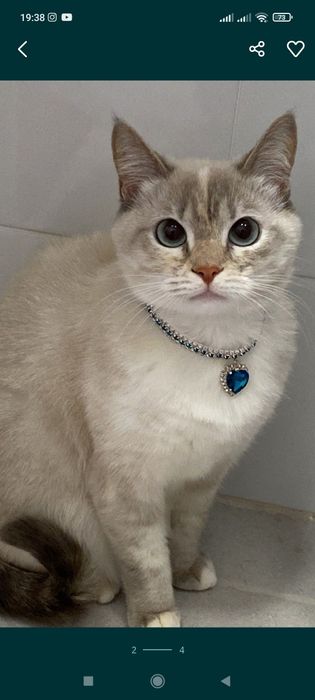 Отличный новый ошейник с иркрустацией из камней для собак и кошек