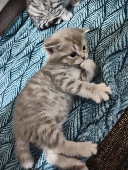 Котята британцы мальчики