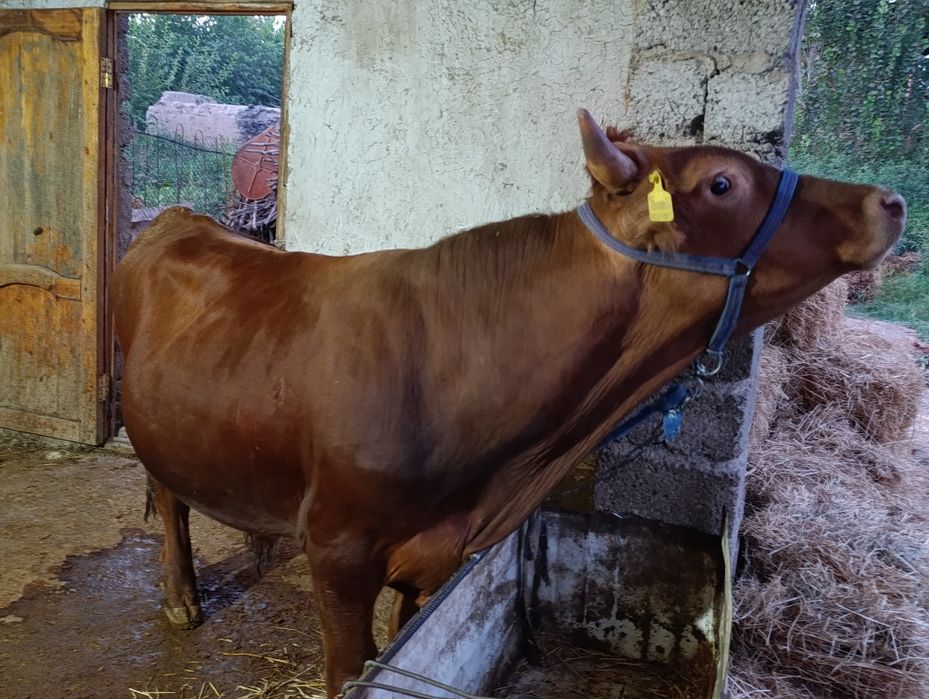 Buqa sotiladi 1 yosh