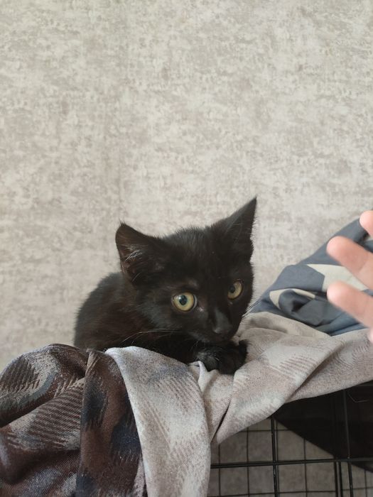 Котенок мальчик ищет дом