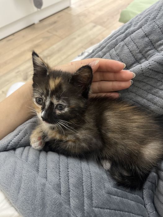 Отдам котенка в добрые руки