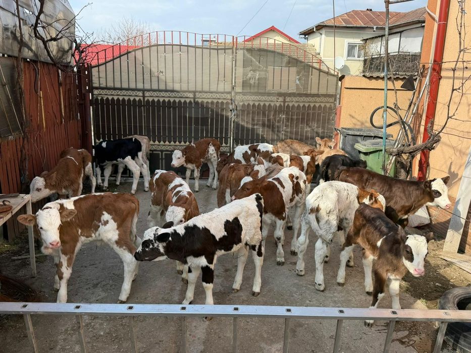 Vând viței semi intarcati