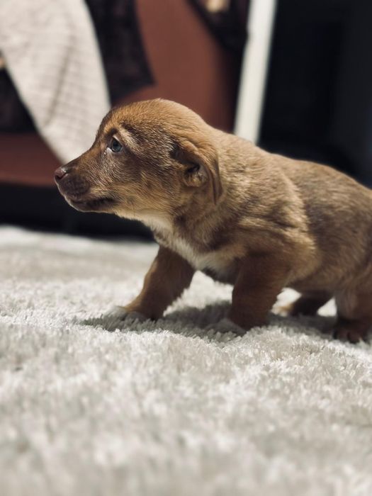 Отдаю щенков бесплатно