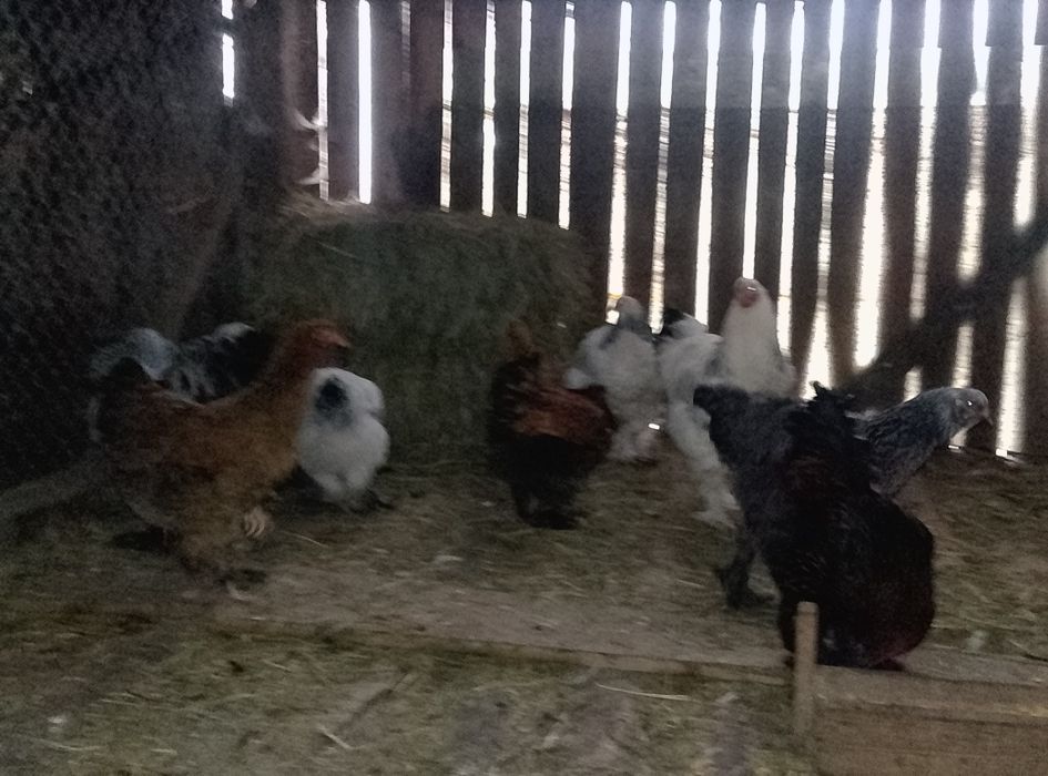 Oua brahma culori amestecate