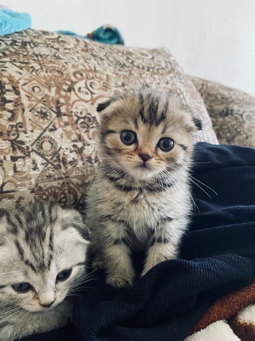 Продам вислоухих котят