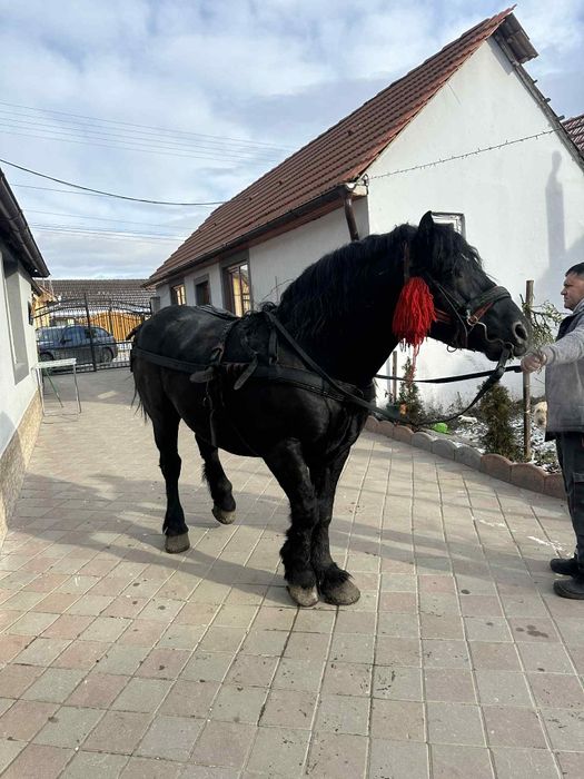 Vând 2 armasari ,sunt foarte blanzi