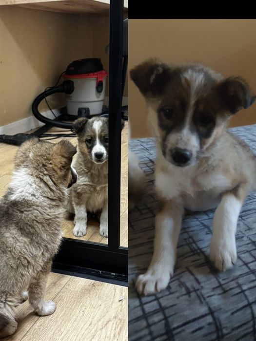 Щенок девочка.