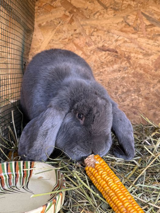 Iepuri Berbec german