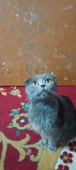 Продаётся породистые котёнка