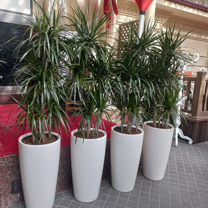 Оформление растениями и цветами. Цветы растения для офиса ресторанов