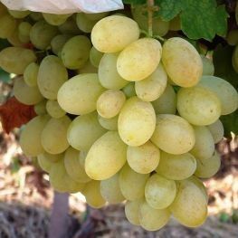 Vita de Vie (De Masa Fără Sâmburi)