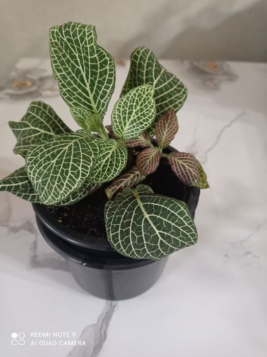 Цветы комнатные красивые.