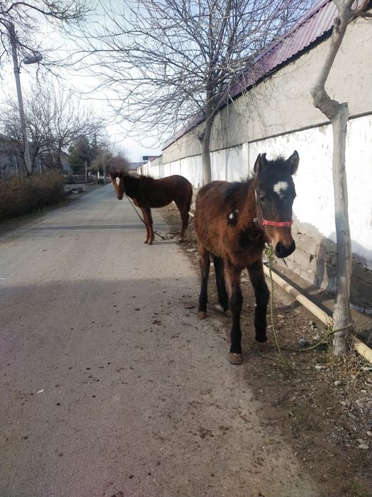 Тойлар сотиладии
